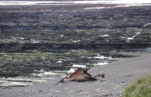 debris near Warebeth